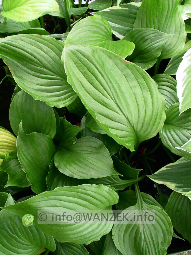 Hosta Hybride Gruene Dame 04.jpg